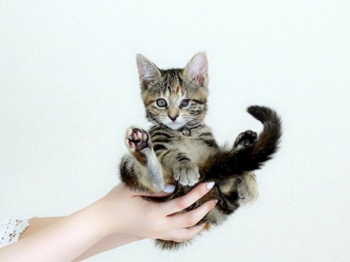 片手に乗るくらい小さかった子猫時代