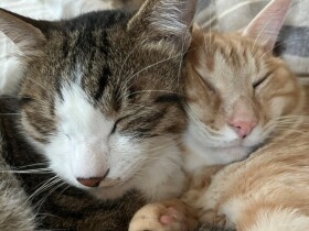 寝る準備バッチリだニャ　妻と愛猫たちのナイトルーティーン