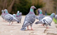 路上にたたずむハト ※画像はイメージです（Maryna Konoplytska／stock.adobe.com）