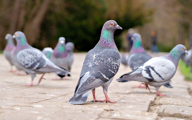 路上にたたずむハト ※画像はイメージです（Maryna Konoplytska／stock.adobe.com）