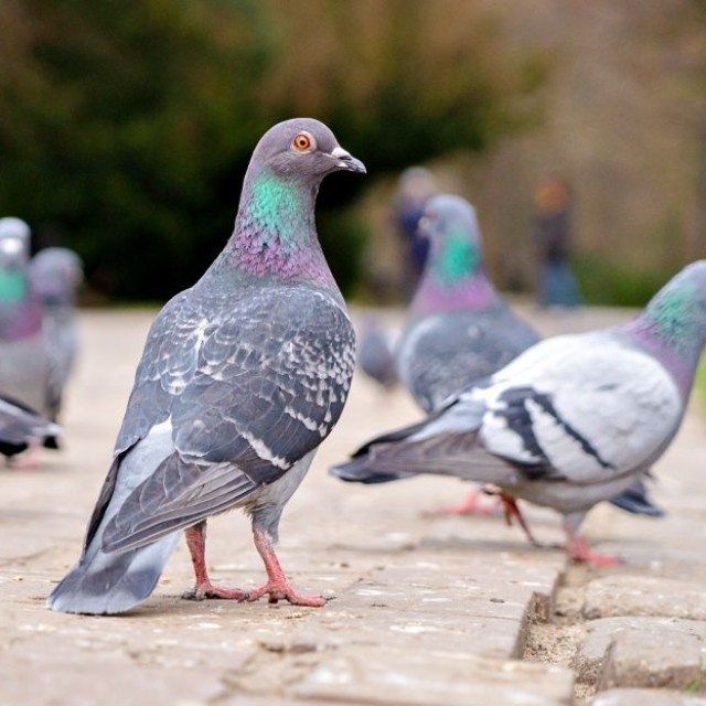 路上にたたずむハト ※画像はイメージです（Maryna Konoplytska／stock.adobe.com）