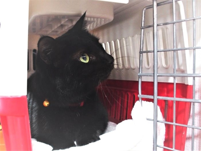 取材の日、自宅から診療所にケージでやってきた