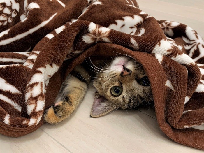 人なつっこく無邪気なモカ（健太さん提供）