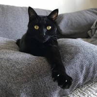 絵になる猫です