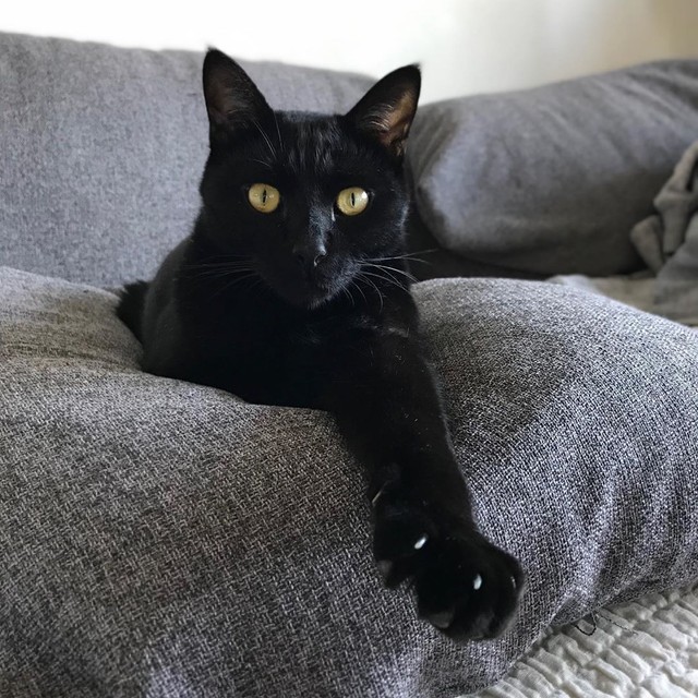 絵になる猫です