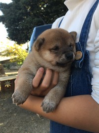 子犬時代のはなこちゃん（画像提供：豆柴 はなこちゃん）