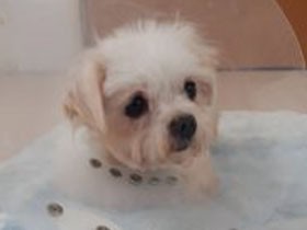 コロナで動物愛護団体に影響　飼い主の感染や経済的理由で相談増