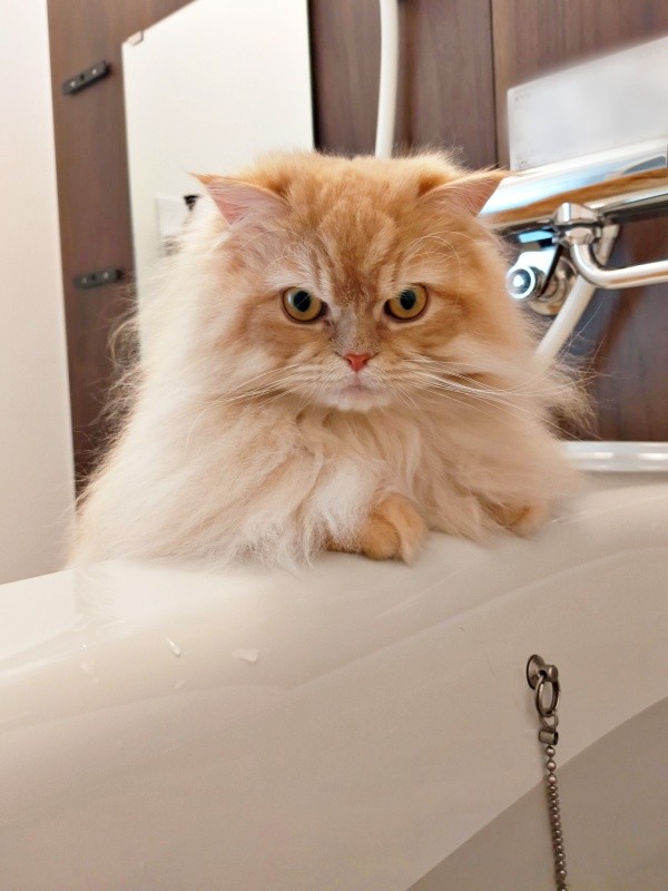 「大丈夫？」 湯船に浸かる飼い主さんの様子をうかがうみつきさん（画像提供：みつきさん） 