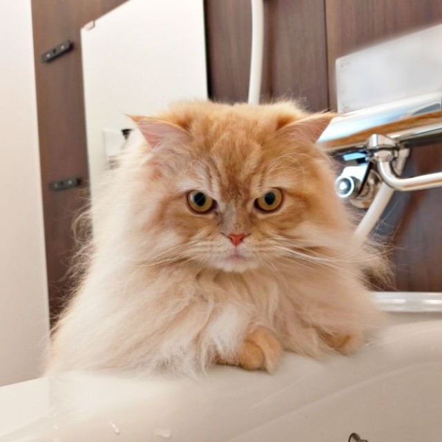 「大丈夫？」 湯船に浸かる飼い主さんの様子をうかがうみつきさん（画像提供：みつきさん） 