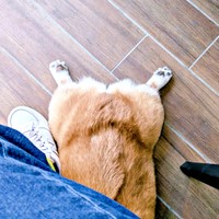 お出かけ先でペタンとうつ伏せになったニコくん（画像提供：くぅこ@コーギーのいる暮らしさん）