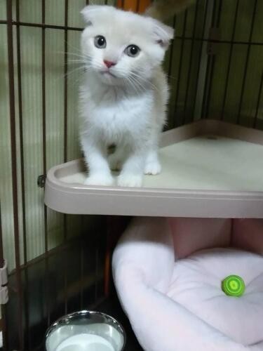 家にきたころの「ティナ」