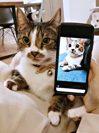 子猫時代と現在。凛々しさが増したしじみさん（画像提供：すずきさん）