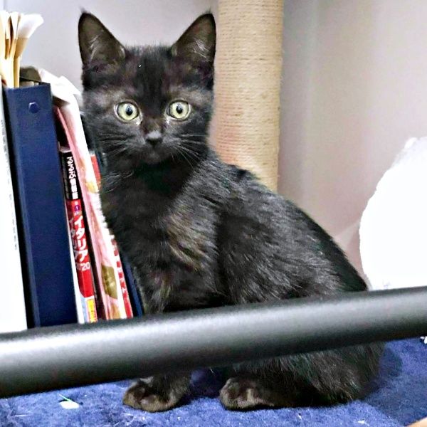 繁華街でひとりぼっちだった子猫…“命のリレー”で結ばれた縁 先住猫に守