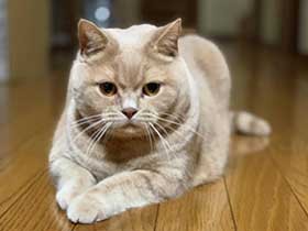 ボールをキャッチしたら持ってくるよ　ブリショ「ゆうじろう」　