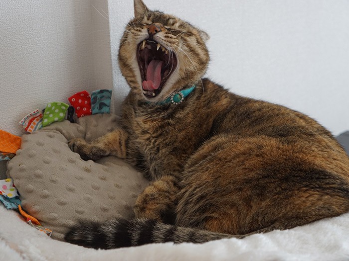 「眠いのよー」