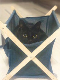 狭いところ大好き＝黒猫のこねろくさん（@nkknrk）提供
