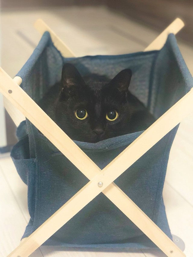 狭いところ大好き＝黒猫のこねろくさん（@nkknrk）提供
