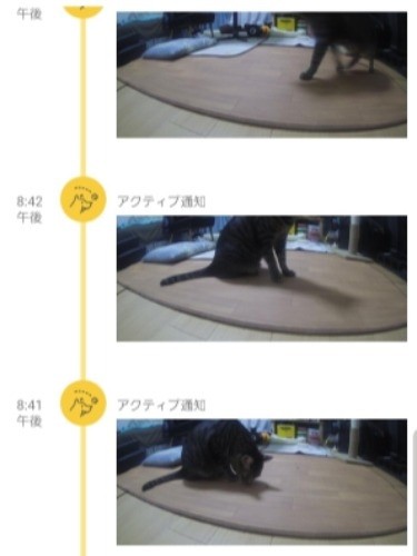 猫がカメラ前を横切ると画像が記録されます