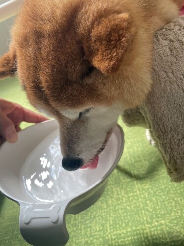 お水を飲んでいるだけでいとおしい