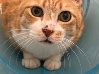 とても人懐っこく穏やかな甘えん坊のこたろうくん（「こたぽん」さん提供）