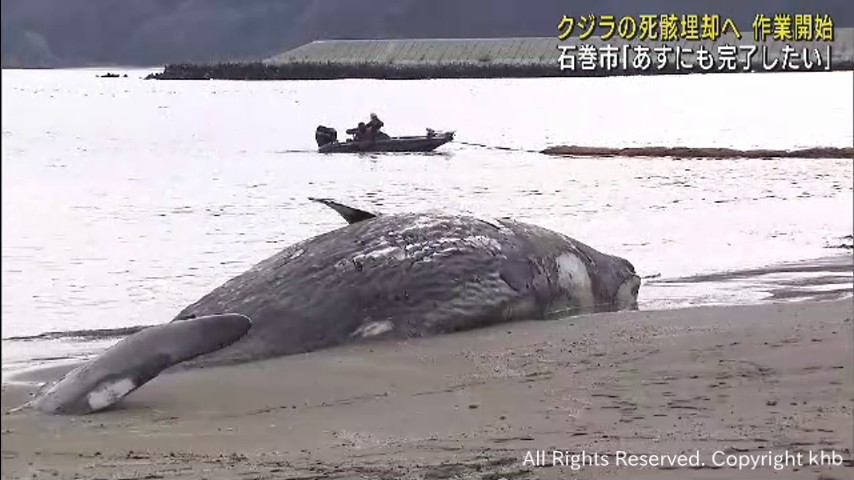 河口に浮いていたクジラの死骸 近くの砂浜に埋設する準備が始まる 宮城