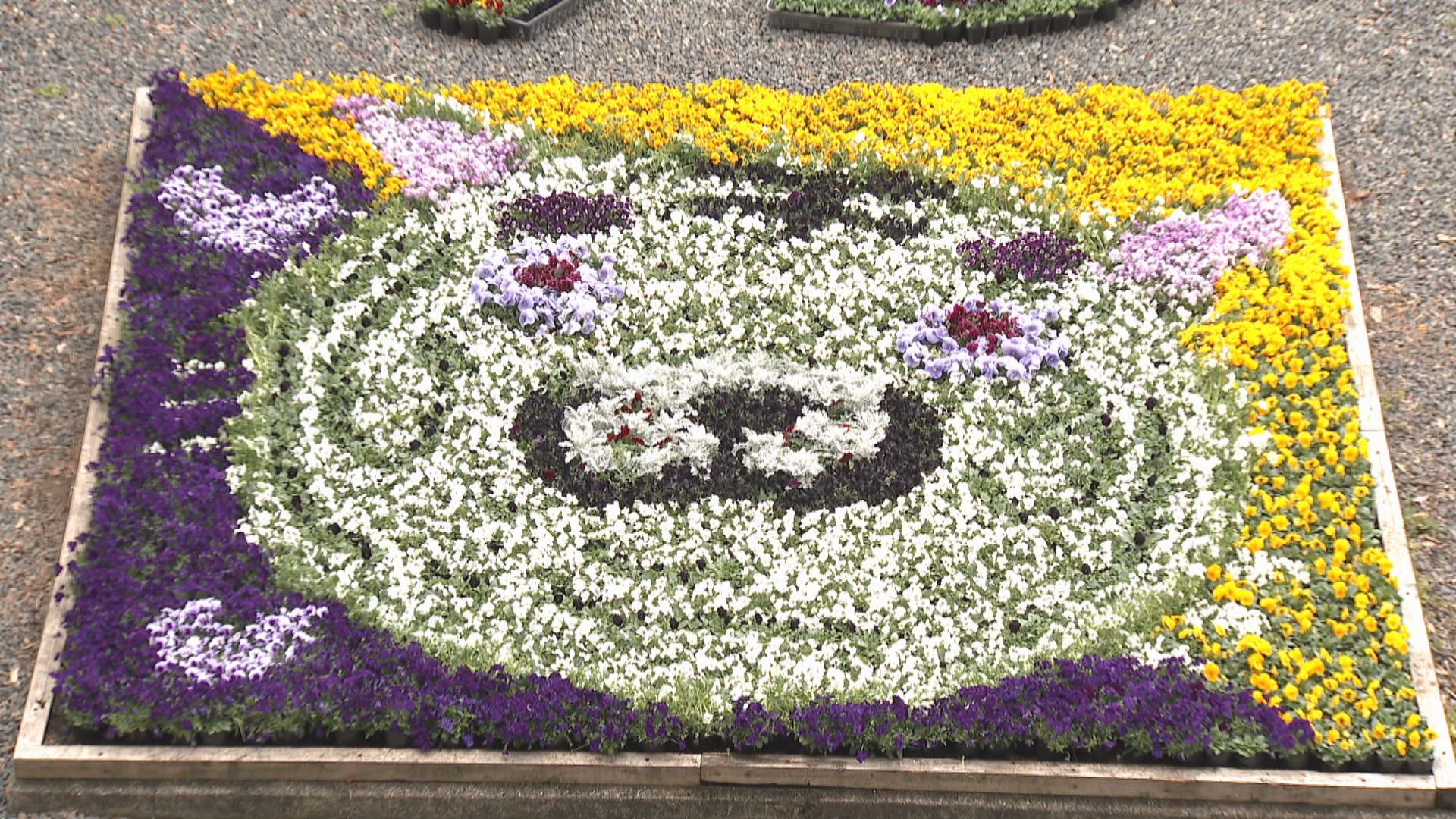 パンジーなどで表現したホワイトタイガーも 約3万本の花が池田動物園内