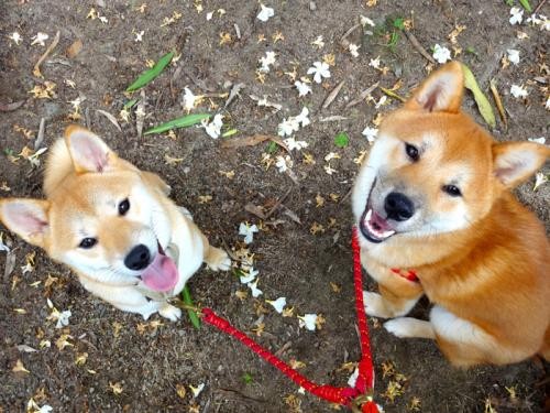 犬を飼う前に知ってほしいこと　柴犬は子犬期の社会化が重要