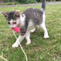 お外猫時代、好奇心いっぱい