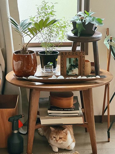 鈴木さん宅のインテリアは、こまおとなじむベージュやブラウンをメーンに、トーンを合わせて（鈴木さん提供）