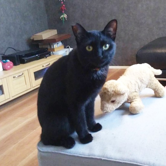 右は遊び＆ケンカ相手。パーティーでゲストを複数招いた時、リリはこのライオンをくわえてソファ下に潜り、盾にして隠れたそう。「リリを見ていると飽きない」「面白い」とAさん親子は笑顔が絶えない様子（Aさん提供）