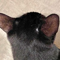ぽつんと白く毛が無い部分がーーまさかの診断が話題になったさすけくん（画像提供：mさん）