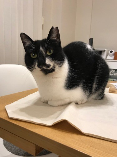 何でも乗りたがるこぐま