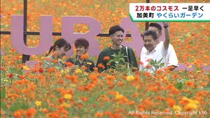 一足早い秋の訪れ告げる２万株の「コスモス」見頃　　宮城・加美町