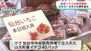宮城県産イチゴの販売が始まる　品質良く大きさ例年並み