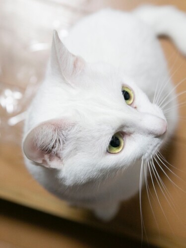 頭の上に少しグレーの毛があった頃