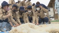 瀬戸南高校にきた羊の毛刈りの様子