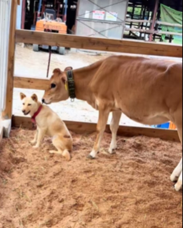 牧場犬のチェルシー／エアロファームさん（@aerofarm_5865）提供