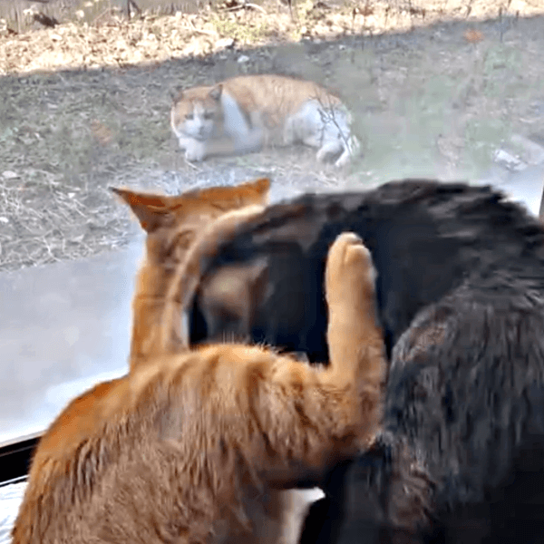 じゃれあうポーチくん、タイソンくんの姿を窓の外で見つめる若林くん（画像提供：たいしおさん）