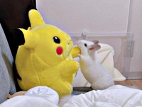ピカチュウのぬいぐるみからパンチをされたように見えるまろくん（画像提供：チンチラすきさん）
