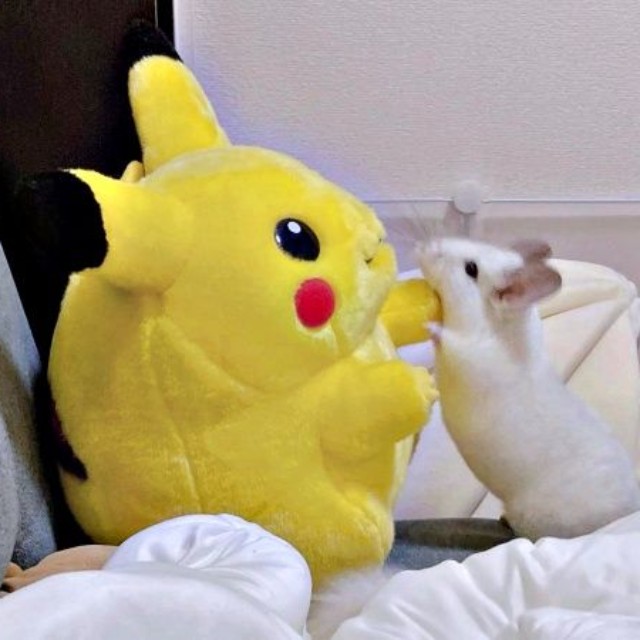 ピカチュウのぬいぐるみからパンチをされたように見えるまろくん（画像提供：チンチラすきさん）