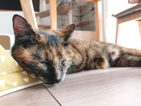 スリッパを枕にすやすや眠るエマちゃん