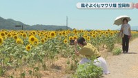 道の駅笠岡ベイファームの花畑　笠岡市カブト南町