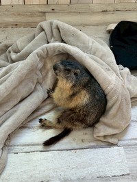 少し斜めの姿勢で人を見るという「みたらし」ちゃん（提供：マーモットカフェ「マーモット村」さん）