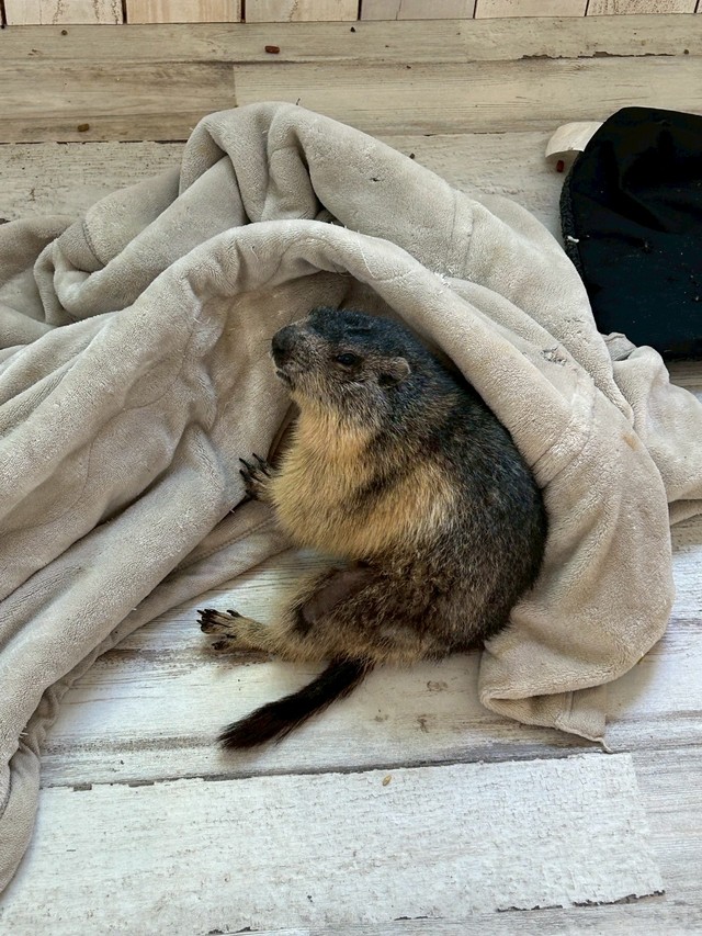 少し斜めの姿勢で人を見るという「みたらし」ちゃん（提供：マーモットカフェ「マーモット村」さん）