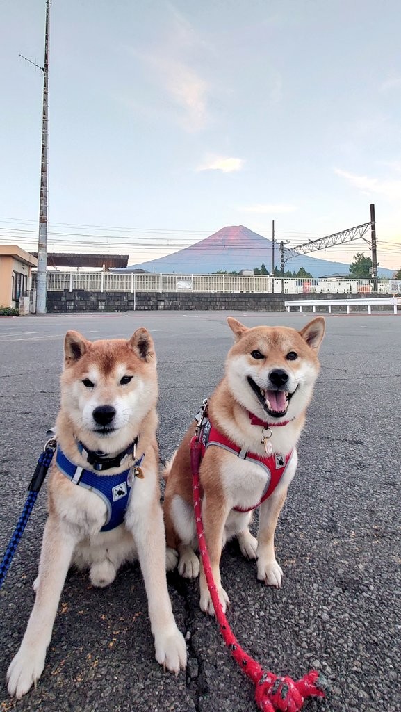 後ろに写っているのは赤く染まる富士山（画像提供：柴犬が作る幻の赤いキウイさん）
