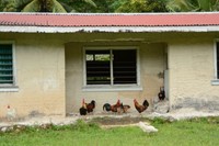 ニウエでは島中に野生化したニワトリがいた