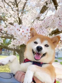 ピンポンの主は……柴犬の女の子、ももちゃんでした（画像提供：柴犬ももさん）