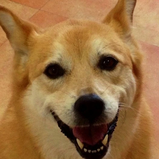 家に来た頃は警戒していたけど、満面の笑み