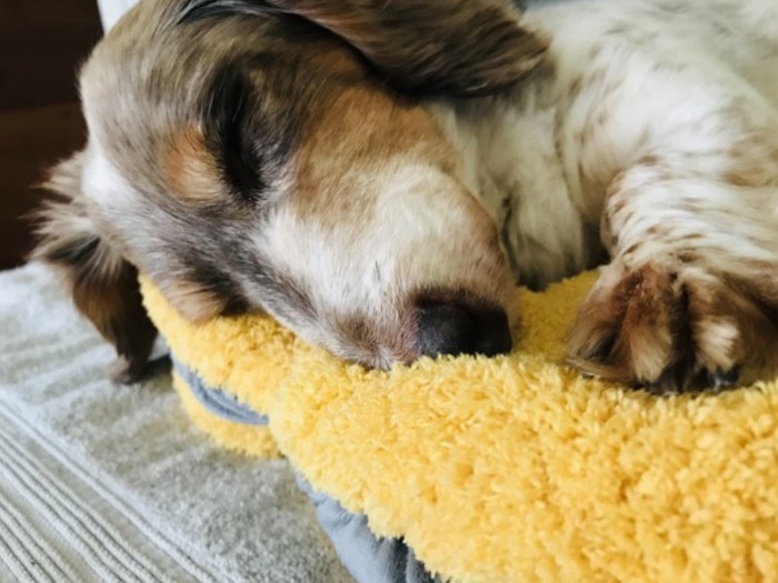 坂上パパと一緒にウトウトする高橋ヨースケ

