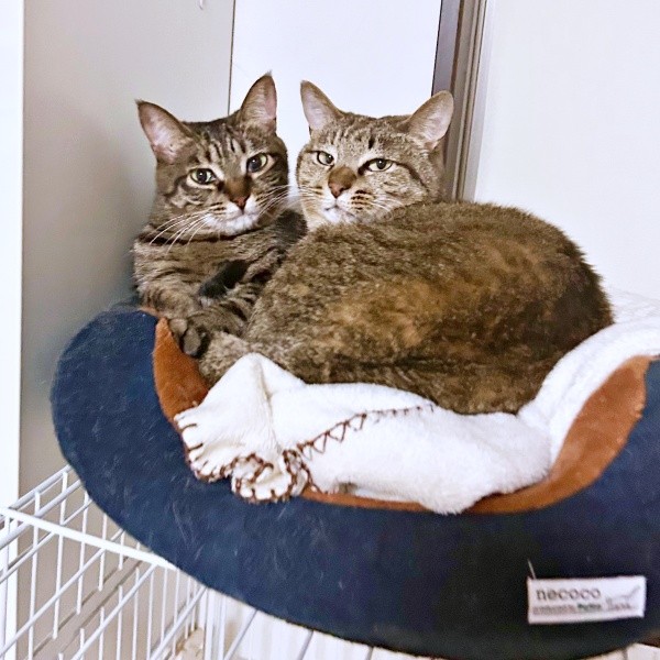 ぴったりくっついてくつろぐ（左から）椿ちゃん、楓ちゃん（画像提供：ねここさん）